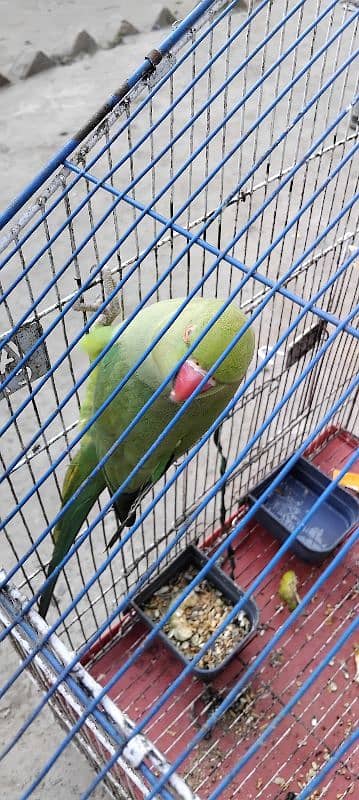 Green Parrot With cage 7