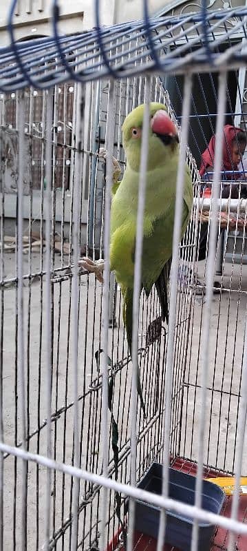 Green Parrot With cage 8