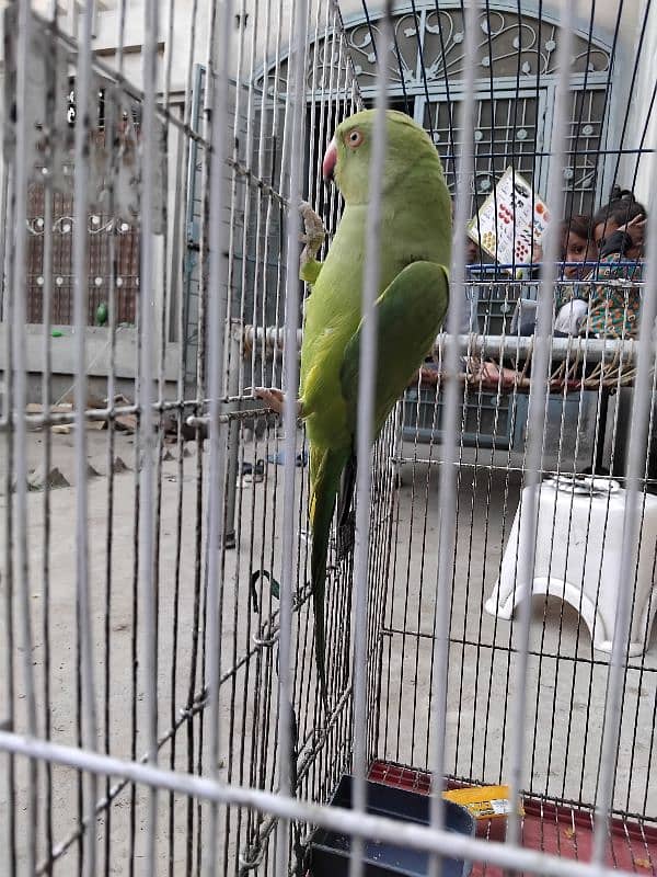 Green Parrot With cage 9