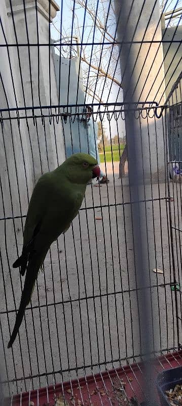 Green Parrot With cage 10