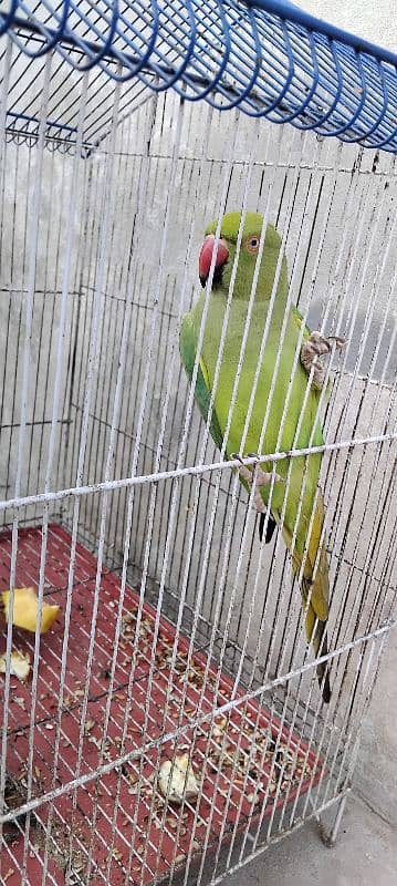 Green Parrot With cage 11