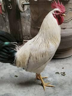 Golden Misri / Pair / for sale/ Golden / Misri / Hens