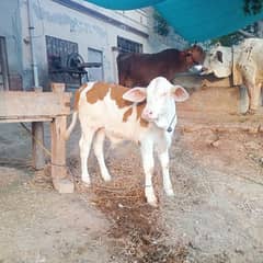 Beautiful Brahman Suraj mukhi Bachra for sale