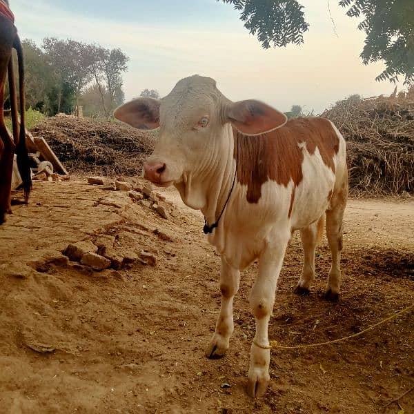 Beautiful Brahman Suraj mukhi Bachra for sale 1