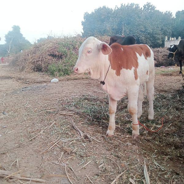 Beautiful Brahman Suraj mukhi Bachra for sale 2