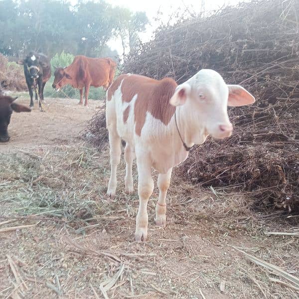 Beautiful Brahman Suraj mukhi Bachra for sale 3