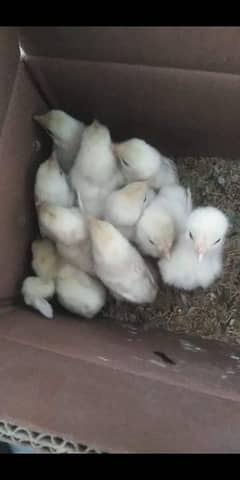 aseel heera chicks for sale