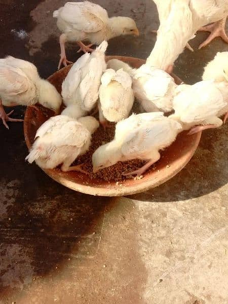 aseel heera chicks for sale 2