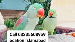 Need Tamed Parrots In Islamabad or Rawalpindi Raw or Ring Neck