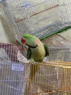 Raw  parrots pair for sale argent