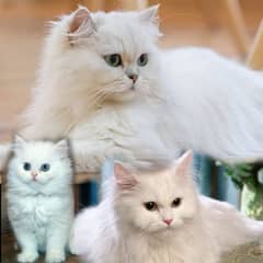 pure Persian white cats family