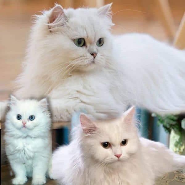 pure Persian white cats family 0