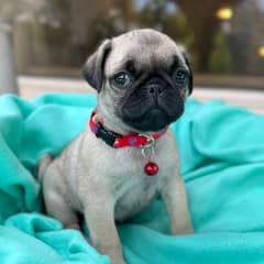 pug