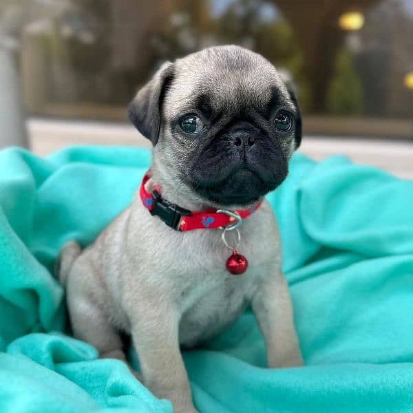 pug puppies for sale 0