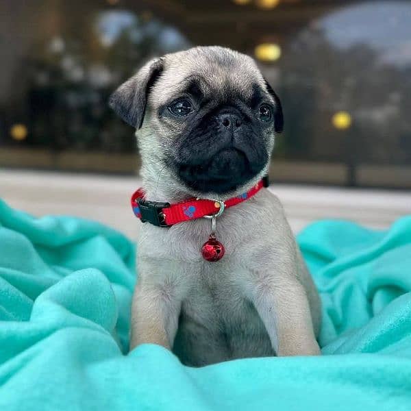 pug puppies for sale 1