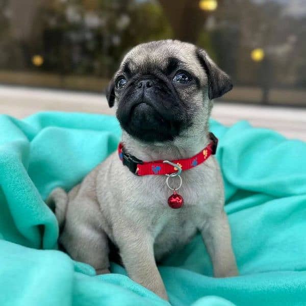 pug puppies for sale 2