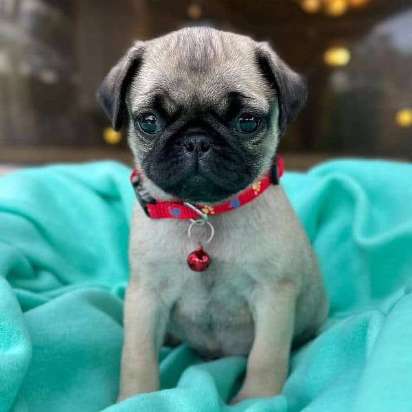 pug puppies for sale 3