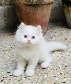 Persian cat eag 2 month for sale 03250120476 WhatsApp