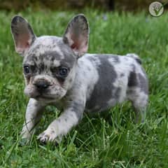 French bulldog Puppy for sale male and female