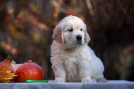 Golden Retriever | Puppy | Dog for sale