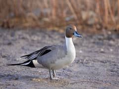 pintail male