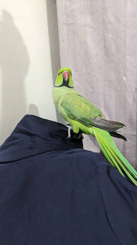 Indian ringneck 1