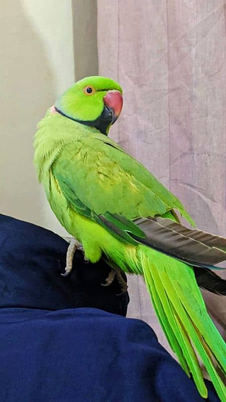 Indian ringneck 2