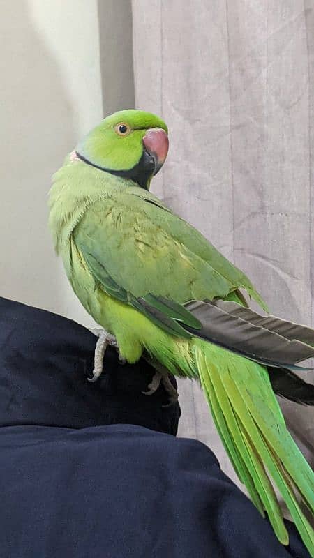 Indian ringneck 3