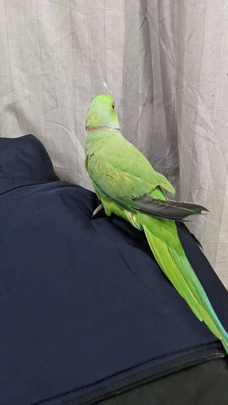 Indian ringneck 4