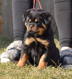 Rottweiler puppy for sale