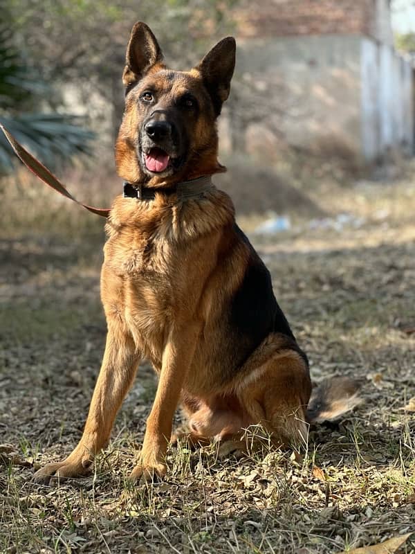 German Shepherd 2