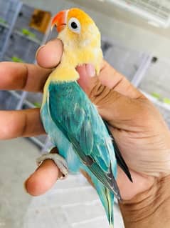 *Love Birds* Breeder Pair FOR SALE +92 3/05/ 549/7742