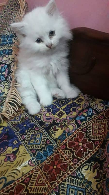 Persian triple coat female kitten 0