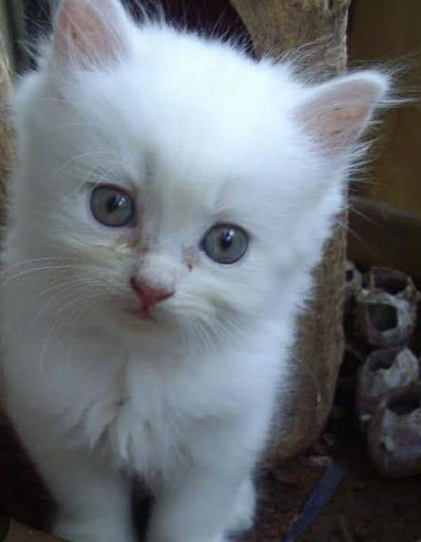 Persian triple coat female kitten 1