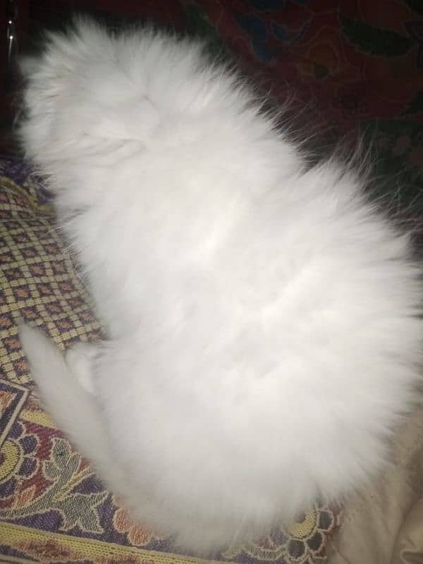 Persian triple coat female kitten 2