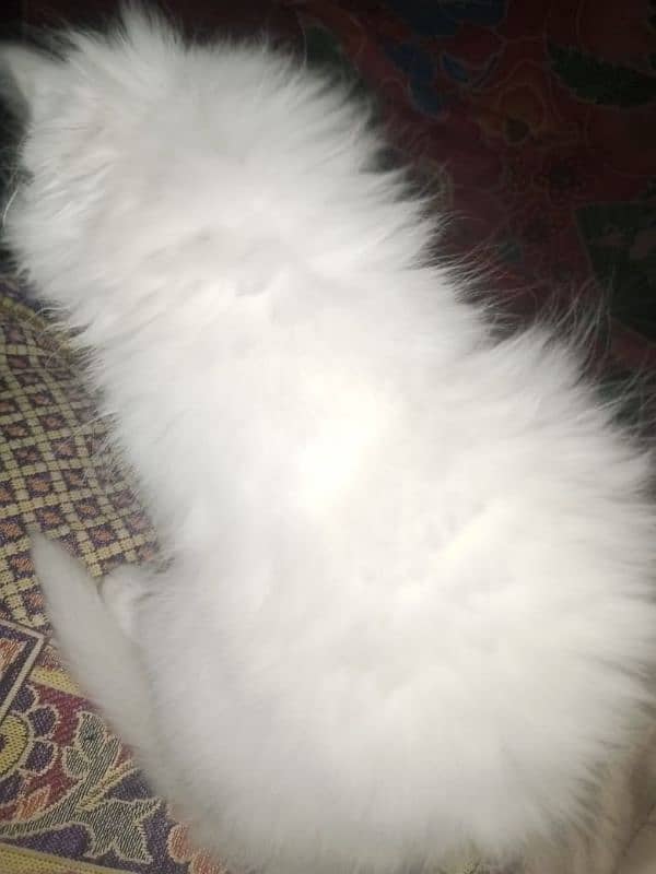 Persian triple coat female kitten 3