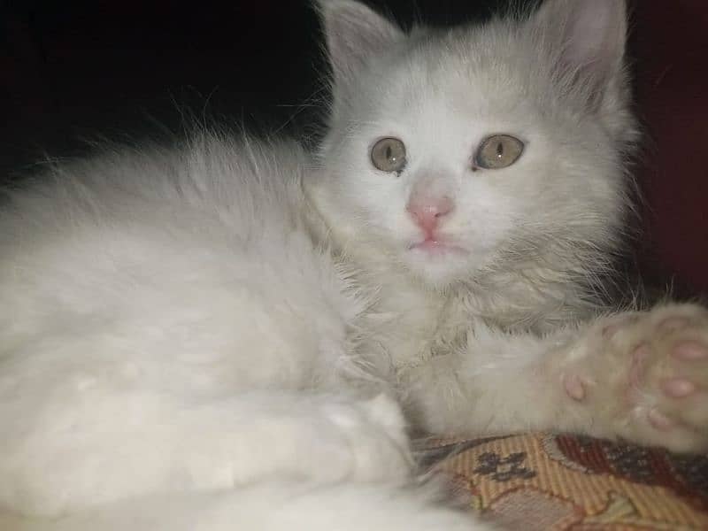 Persian triple coat female kitten 4