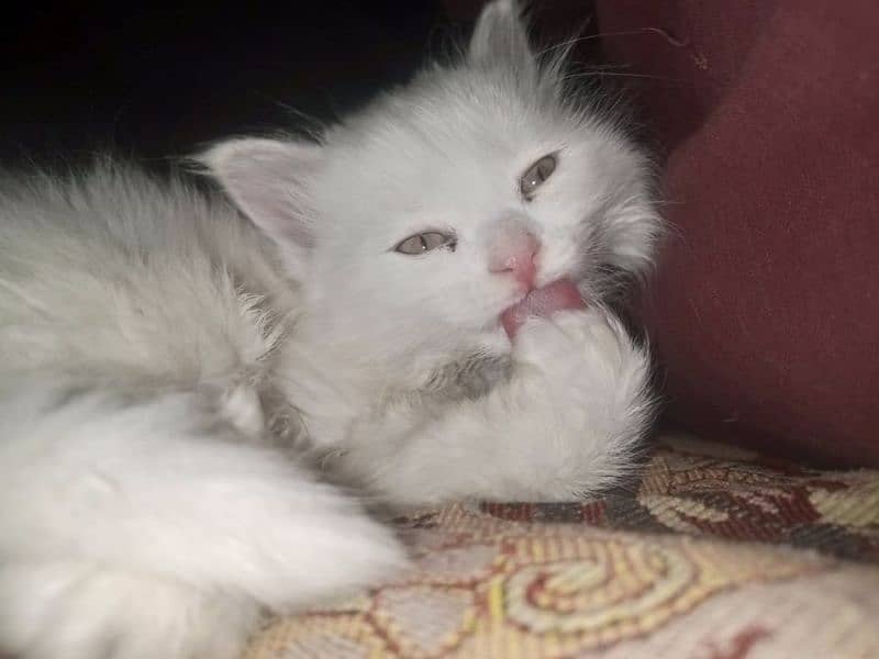 Persian triple coat female kitten 5