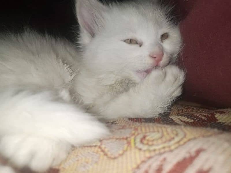 Persian triple coat female kitten 6