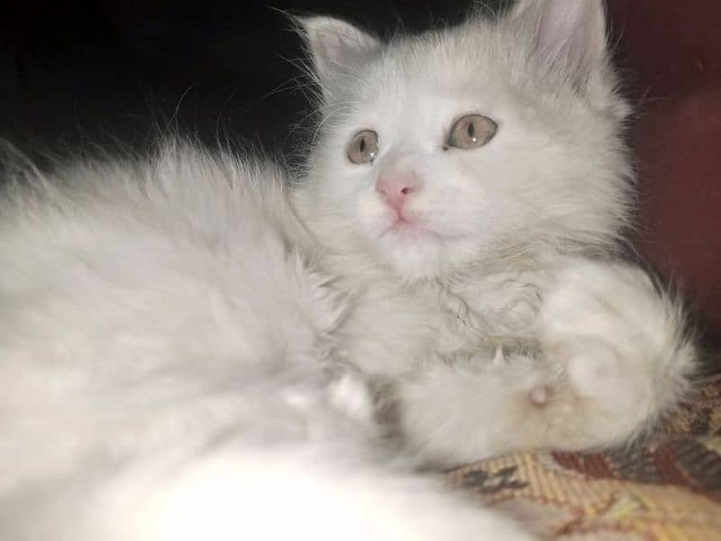 Persian triple coat female kitten 8