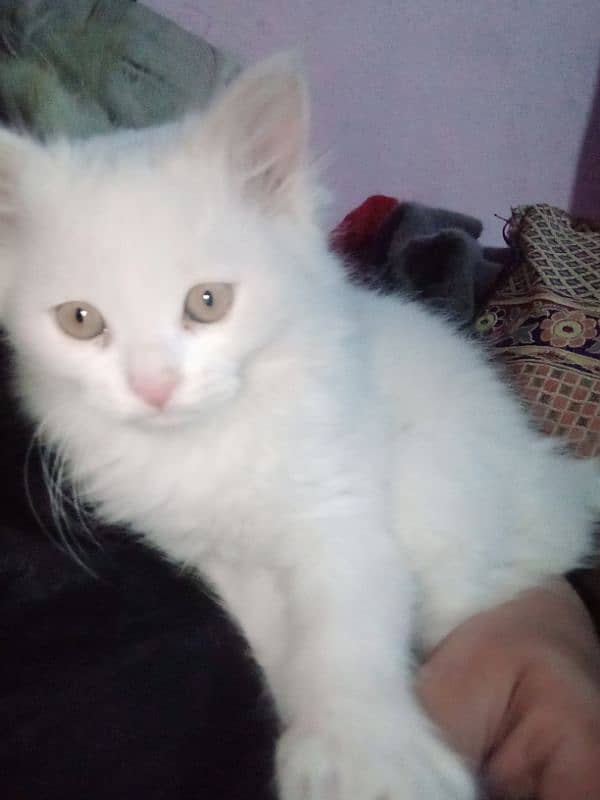 Persian triple coat female kitten 9