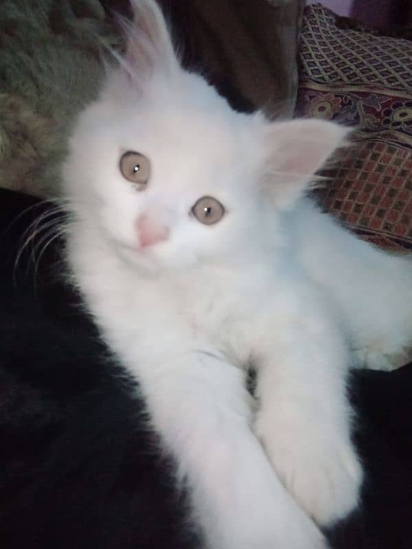 Persian triple coat female kitten 10