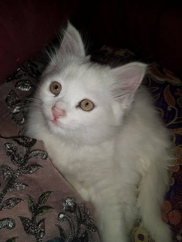 Persian triple coat female kitten 11