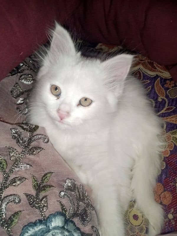 Persian triple coat female kitten 12