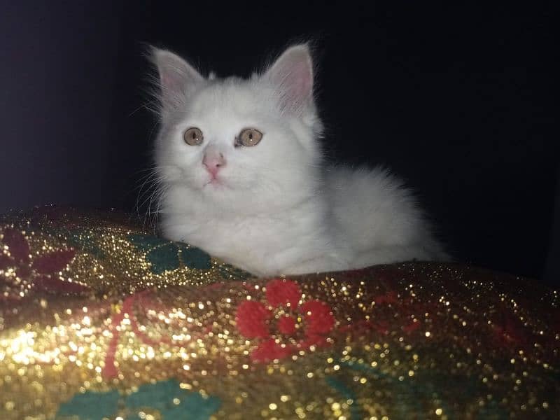 Persian triple coat female kitten 13