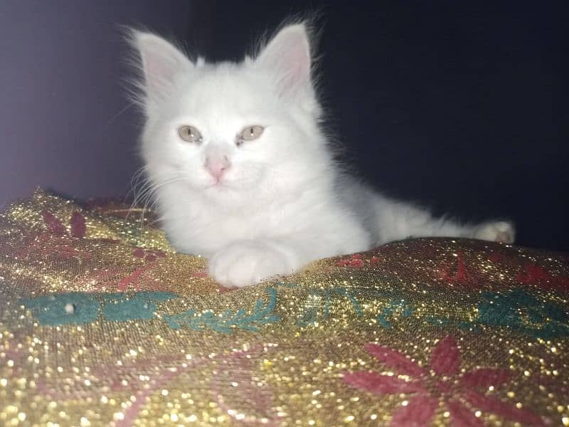 Persian triple coat female kitten 14