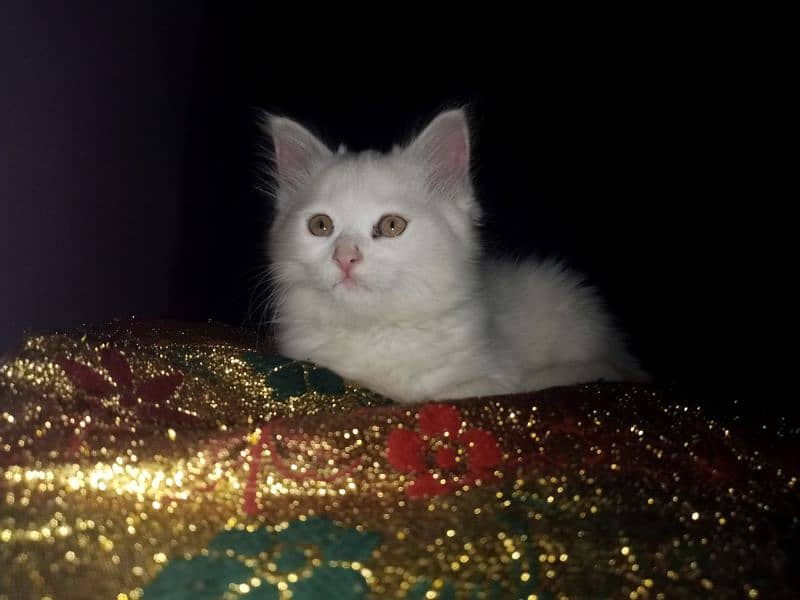 Persian triple coat female kitten 15