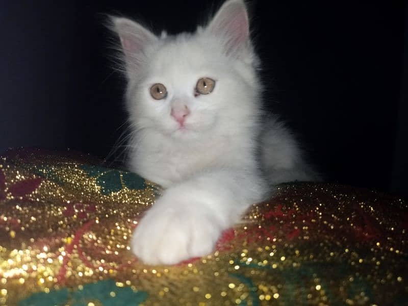 Persian triple coat female kitten 16