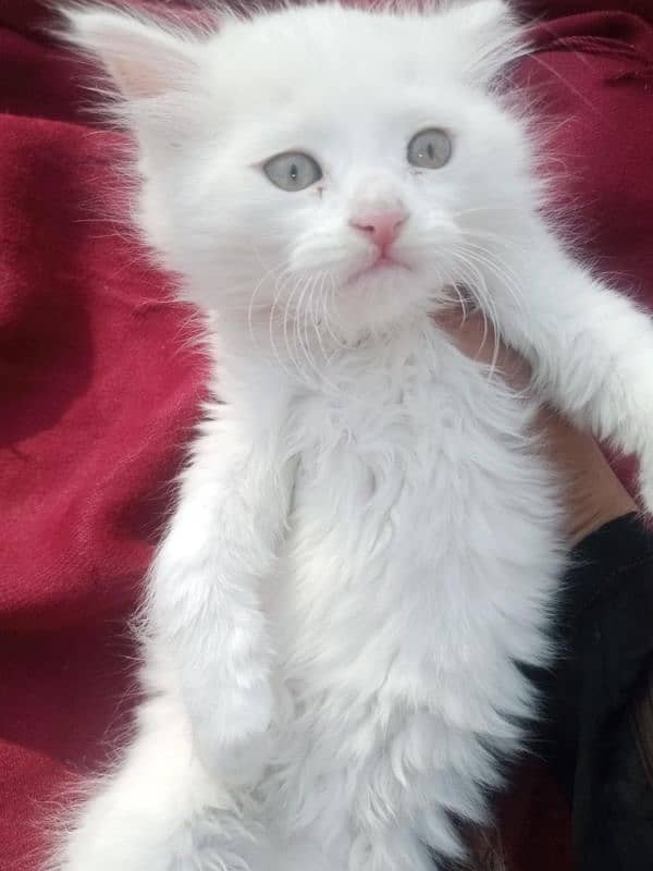 Persian triple coat female kitten 17