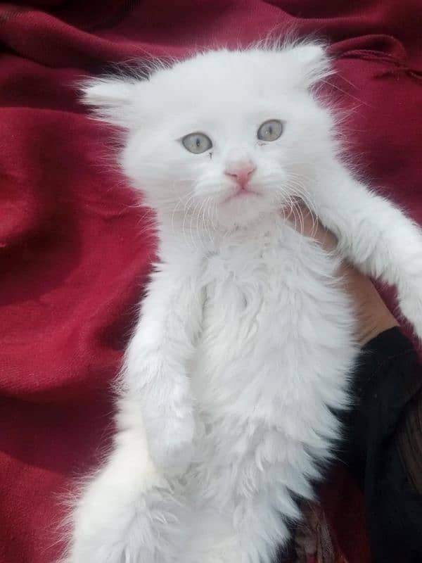 Persian triple coat female kitten 18